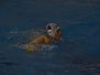 2014-01-18 [R] SC Quinto B - Albaro Nervi