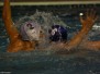 2014-12-22 [Jr] SC Quinto - Albaro Nervi