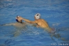 B&B SC Quinto - Brescia Waterpolo-71