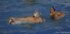 B&B SC Quinto - Chiavari Nuoto-44.jpg