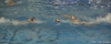 B&B SC Quinto - Chiavari Nuoto-73.jpg