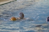 Sc Quinto A - Chiavari Nuoto-27.jpg