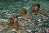 Rapallo Nuoto - SC Quinto  050.jpg