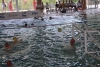 Habawaba 2015 AC-20