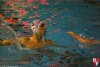 SC Quinto - Rapallo Nuoto - 019