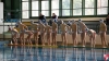 SC Quinto A - Chiavari Nuoto - 009