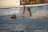 SC-Quinto-Pallanuoto-Trieste-41