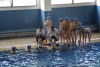 CN Sestri - SC Quinto-21