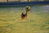 RN Bogliasco - SC Quinto-16